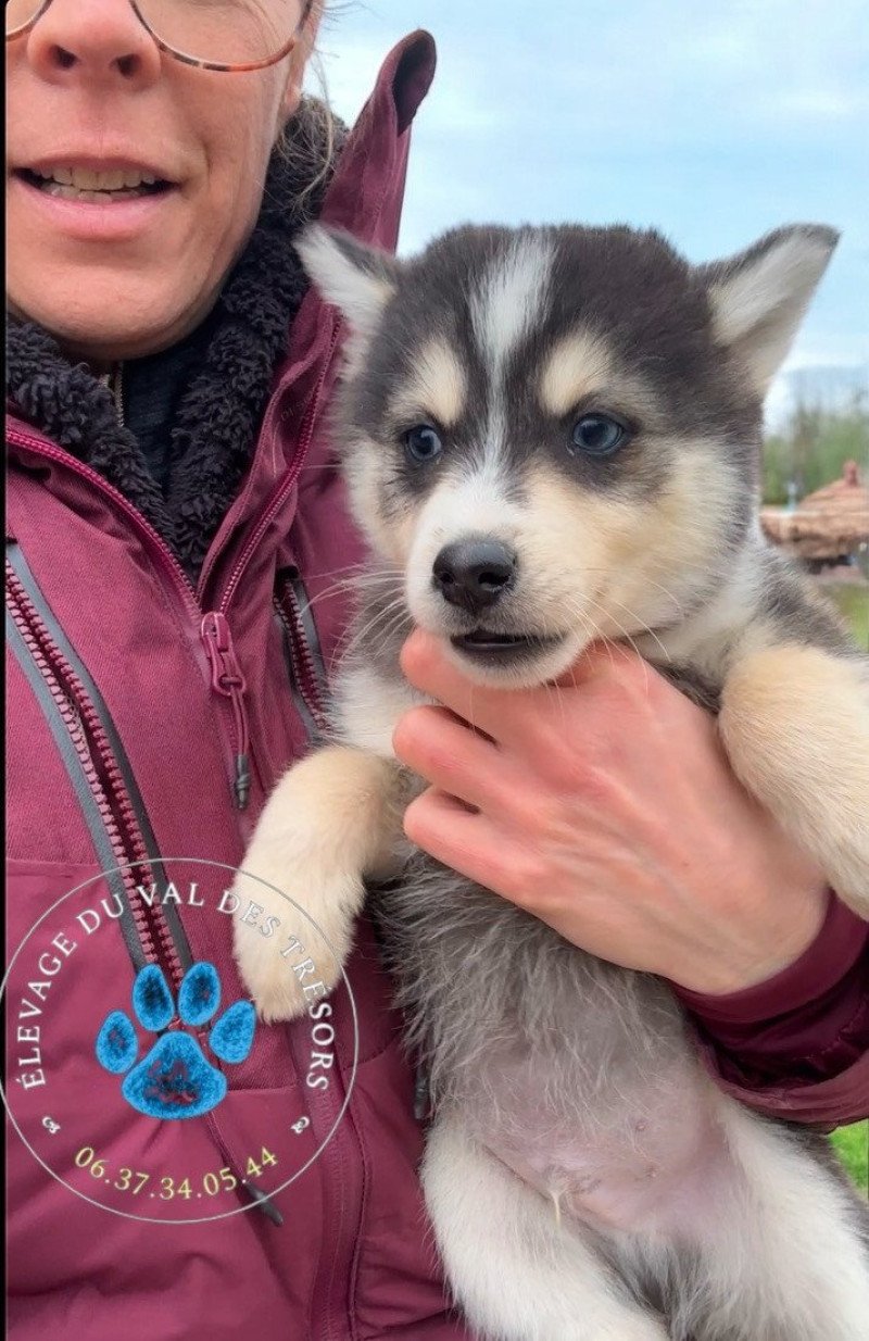 Volt Mâle Pomsky