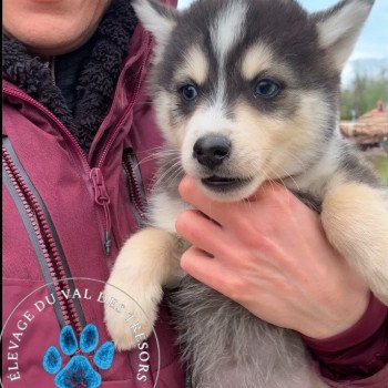 chiot Pomsky Noir et Blanc Marquage Husky Yx Bleus Volt Elevage de Pomsky & Samsky