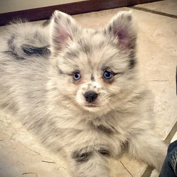 chien Pomsky bleu merle yeux bleu Will Elevage de Pomsky & Samsky chien Pomsky bleu merle yeux bleu Will Elevage de Pomsky & Samsky