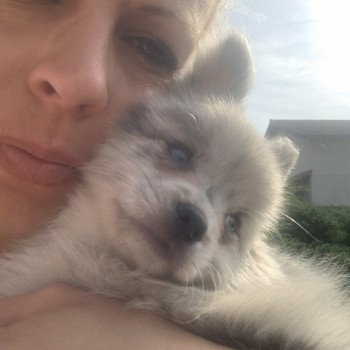 chien Pomsky bleu merle yeux bleu Will Elevage de Pomsky & Samsky chien Pomsky bleu merle yeux bleu Will Elevage de Pomsky & Samsky