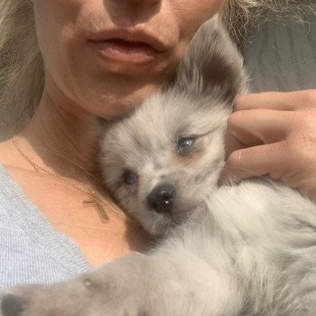 chien Pomsky bleu merle yeux bleu Will Elevage de Pomsky & Samsky chien Pomsky bleu merle yeux bleu Will Elevage de Pomsky & Samsky