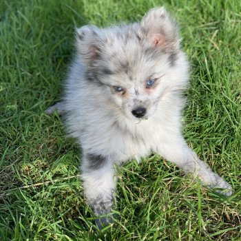 chien Pomsky bleu merle yeux bleu Will Elevage de Pomsky & Samsky chien Pomsky bleu merle yeux bleu Will Elevage de Pomsky & Samsky