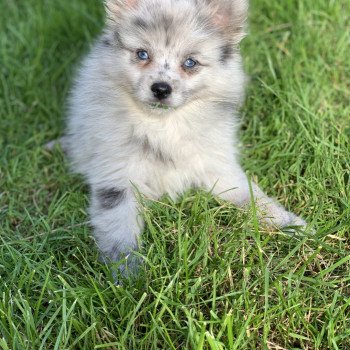 chien Pomsky bleu merle yeux bleu Will Elevage de Pomsky & Samsky chien Pomsky bleu merle yeux bleu Will Elevage de Pomsky & Samsky