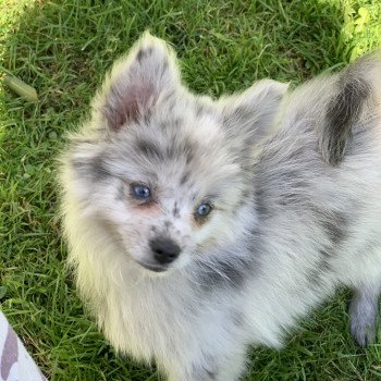 chien Pomsky bleu merle yeux bleu Will Elevage de Pomsky & Samsky chien Pomsky bleu merle yeux bleu Will Elevage de Pomsky & Samsky