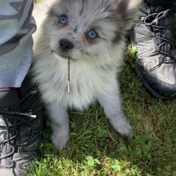 chien Pomsky bleu merle yeux bleu Will Elevage de Pomsky & Samsky chien Pomsky bleu merle yeux bleu Will Elevage de Pomsky & Samsky