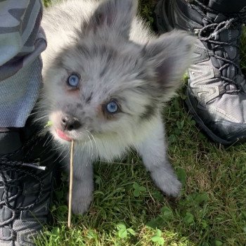 chien Pomsky bleu merle yeux bleu Will Elevage de Pomsky & Samsky chien Pomsky bleu merle yeux bleu Will Elevage de Pomsky & Samsky