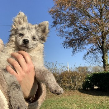 chien Pomsky bleu merle yeux bleu Will Elevage de Pomsky & Samsky chien Pomsky bleu merle yeux bleu Will Elevage de Pomsky & Samsky