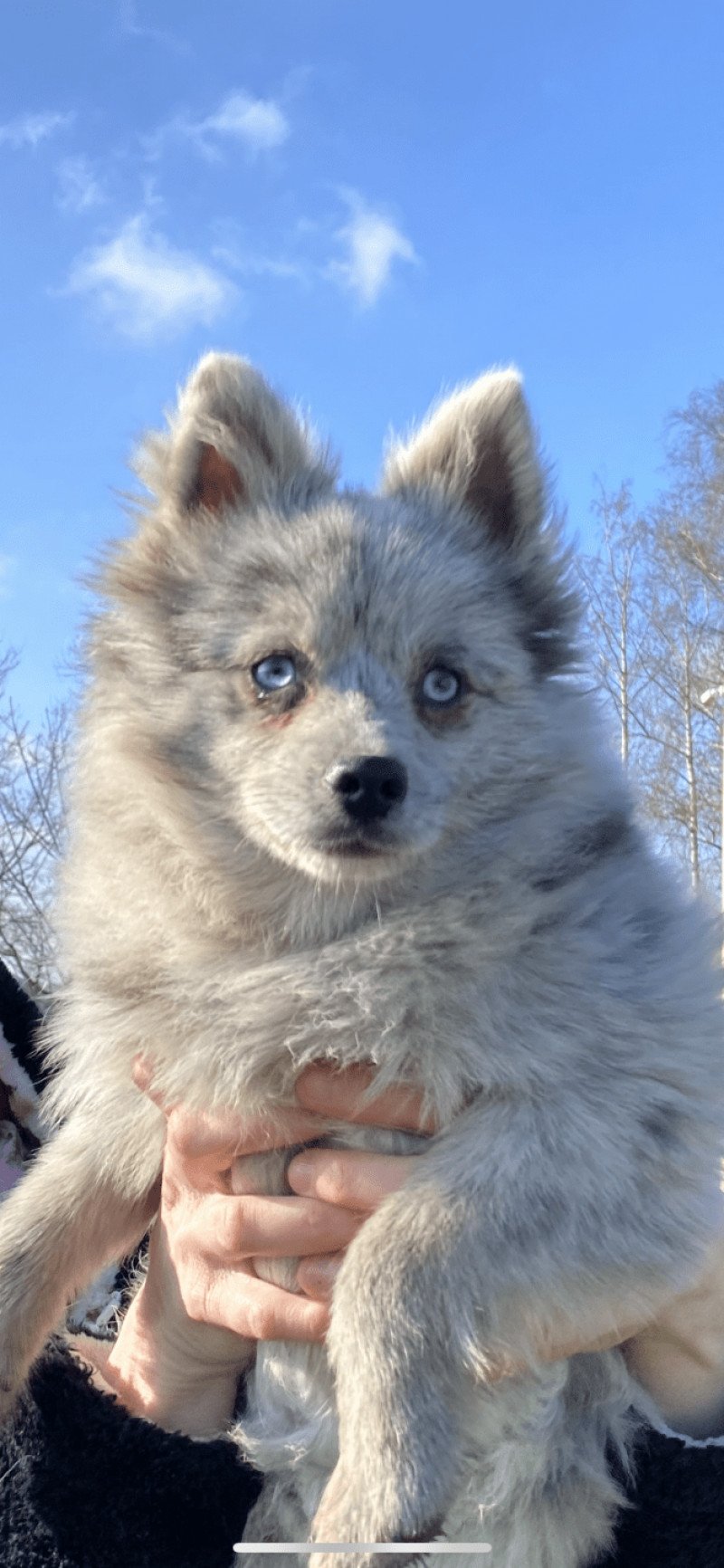 Will Mâle Pomsky Will Mâle Pomsky