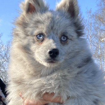 chien Pomsky bleu merle yeux bleu Will Elevage de Pomsky & Samsky chien Pomsky bleu merle yeux bleu Will Elevage de Pomsky & Samsky