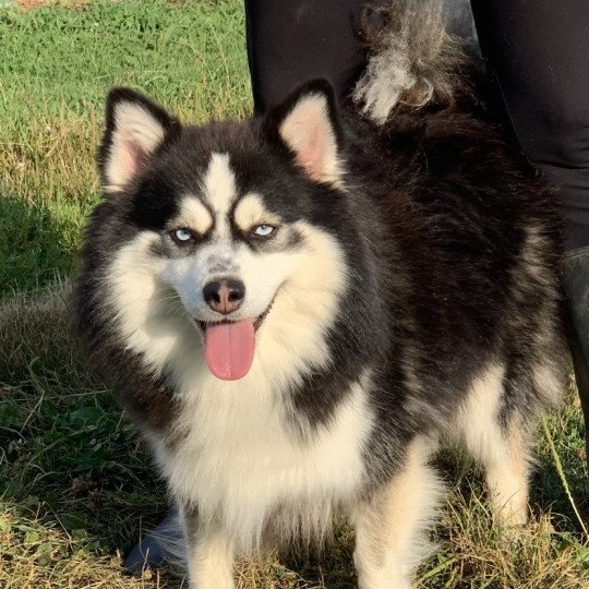 Willow F4 Mâle Pomsky