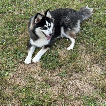 chien Pomsky Noir et Blanc Marquage Husky Willow Elevage de Pomsky & Samsky