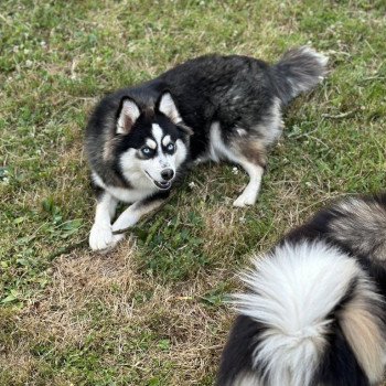 chien Pomsky Noir et Blanc Marquage Husky Willow Elevage de Pomsky & Samsky