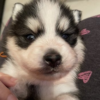 chien Pomsky Noir et Blanc Marquage Husky Willow Elevage de Pomsky & Samsky