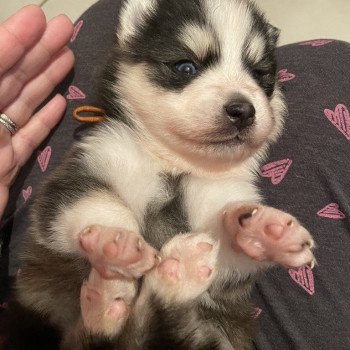 chien Pomsky Noir et Blanc Marquage Husky Willow Elevage de Pomsky & Samsky