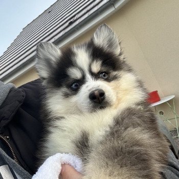 chien Pomsky Noir et Blanc Marquage Husky Willow Elevage de Pomsky & Samsky