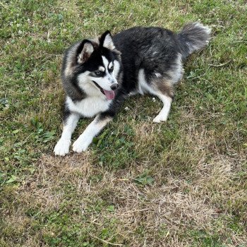 chien Pomsky Noir et Blanc Marquage Husky Willow Elevage de Pomsky & Samsky