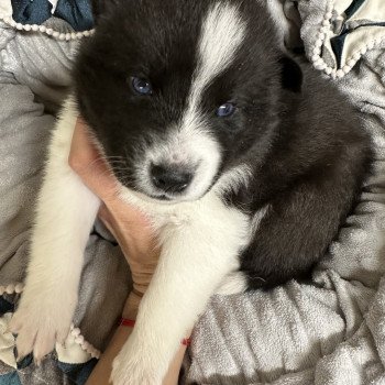 chiot Pomsky Noir et Blanc Willy Elevage de Pomsky & Samsky