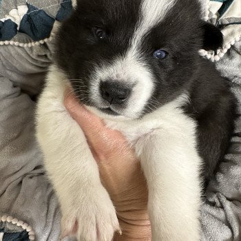 chiot Pomsky Noir et Blanc Willy Elevage de Pomsky & Samsky