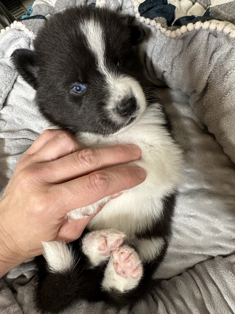 Willy Mâle Pomsky Willy Mâle Pomsky