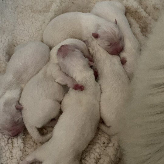 8 Chiots Mâle Samsky