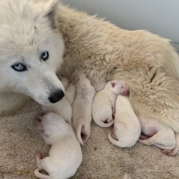 chiot Samsky blanc 8 Chiots Elevage de Pomsky & Samsky