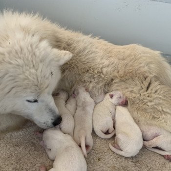 chiot Samsky blanc 8 Chiots Elevage de Pomsky & Samsky