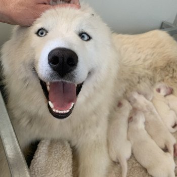 chiot Samsky blanc 8 Chiots Elevage de Pomsky & Samsky