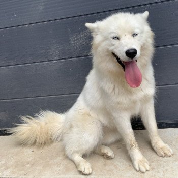 chien Samsky blanche Cristal Elevage de Pomsky & Samsky