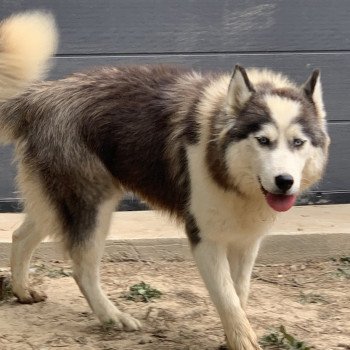 chien Samsky grise et blanche Cyclone Elevage de Pomsky & Samsky