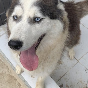 chien Samsky grise et blanche Cyclone Elevage de Pomsky & Samsky