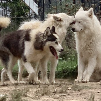 chien Samsky grise et blanche Cyclone Elevage de Pomsky & Samsky