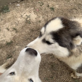 chien Samsky grise et blanche Cyclone Elevage de Pomsky & Samsky