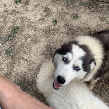 chien Samsky grise et blanche Cyclone Elevage de Pomsky & Samsky