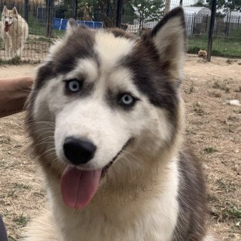 chien Samsky grise et blanche Cyclone Elevage de Pomsky & Samsky