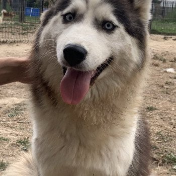 chien Samsky grise et blanche Cyclone Elevage de Pomsky & Samsky