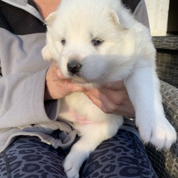 chiot Samsky Mes Princesses 5 filles Elevage de Pomsky & Samsky