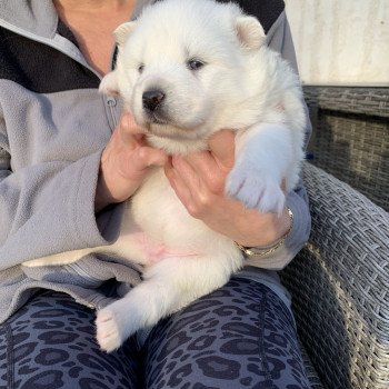 chiot Samsky Mes Princesses 5 filles Elevage de Pomsky & Samsky