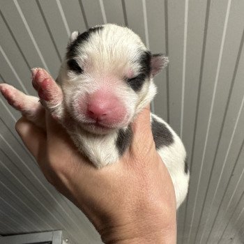 chiot Samsky blanc et tâches noires Ulia Elevage de Pomsky & Samsky