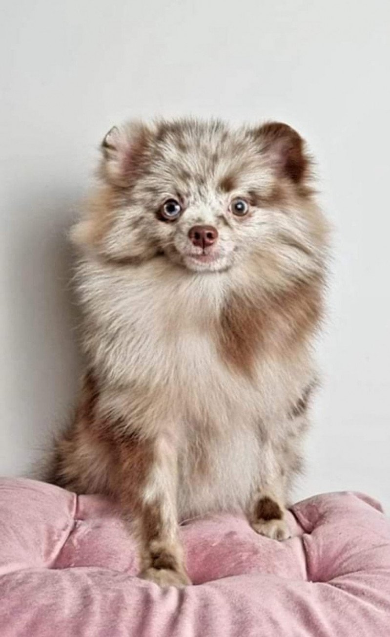 LEGO Mâle Spitz allemand LEGO Mâle Spitz allemand