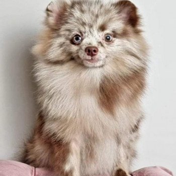 chien Spitz allemand chocolat merle LEGO Elevage de Pomsky & Samsky