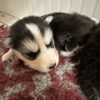 Chiot Husky de siberie  Elevage de Pomsky & Samsky