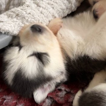 Chiot Husky de siberie Elevage de Pomsky & Samsky Chiot Husky de siberie Elevage de Pomsky & Samsky