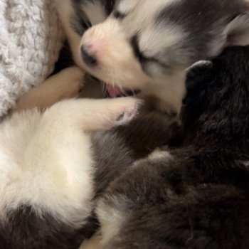 Chiot Husky de siberie Elevage de Pomsky & Samsky Chiot Husky de siberie Elevage de Pomsky & Samsky