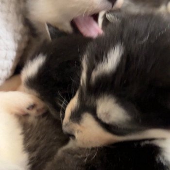 Chiot Husky de siberie Elevage de Pomsky & Samsky Chiot Husky de siberie Elevage de Pomsky & Samsky