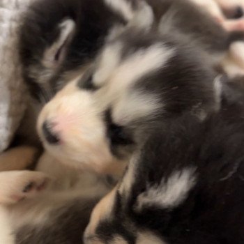Chiot Husky de siberie Elevage de Pomsky & Samsky Chiot Husky de siberie Elevage de Pomsky & Samsky