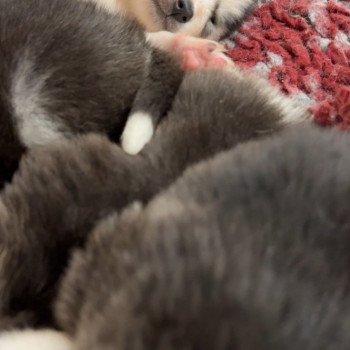 Chiot Husky de siberie Elevage de Pomsky & Samsky Chiot Husky de siberie Elevage de Pomsky & Samsky