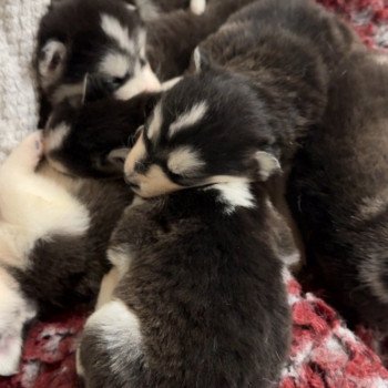Chiot Husky de siberie Elevage de Pomsky & Samsky Chiot Husky de siberie Elevage de Pomsky & Samsky